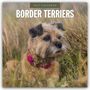 "2027 Calendar Border Terriers." Ein Border Terrier mit braunem Fell steht in hohem Gras und trägt ein pinkfarbenes Halsband.