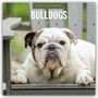 „2027 Calendar, Bulldogs“ steht über einem entspannten Bulldoggenkopf auf einem grauen Stuhl.