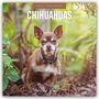 "2027 Calendar: Chihuahuas." Ein brauner Chihuahua steht in einem Wald mit grünem Hintergrund und trockenem Laub.