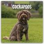 Text: "2027 Calendar, Cockapoos". Ein Cockapoo-Hund sitzt auf einer Wiese, Hintergrund unscharf.