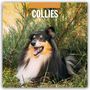„2027 CALENDAR, COLLIES“ steht oben. Ein Collie mit langem Fell liegt entspannt im Grünen.
