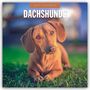 Text: "2027 CALENDAR DACHSHUNDS". Ein Dackel liegt auf grünem Gras und schaut neugierig in die Kamera.