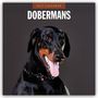Text: "2027 Calendar Dobermans". Ein Dobermann mit schwarzem Fell und braunen Details, offenem Mund, sichtbarer Zunge und Halskette.