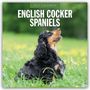 Text oben: "2027 Calendar". Text groß: "English Cocker Spaniels". Hund sitzt im Gras, Blick nach oben gerichtet.