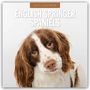 Text: "2027 CALENDAR" oben, "ENGLISH SPRINGER SPANIELS" darunter. Ein niedlicher Hund mit braunem und weißem Fell blickt freundlich.