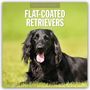 „2027 Calendar“, „Flat-Coated Retrievers“. Ein schwarzer Hund liegt auf grünem Gras mit sichtbarer Zunge.