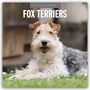 "2027 Calendar: Fox Terriers." Ein lachender Fox Terrier liegt auf einer Wiese mit verschwommenem Hintergrund.