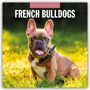 Robin Red: French Bulldogs - Französische Bulldoggen 2027 - 16-Monatskalender, KAL