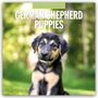 Oben: "2027 Calendar", "German Shepherd Puppies". Ein niedlicher Welpe sitzt im Grünen und schaut nach vorne.