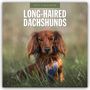 „2027 Calendar: Long-Haired Dachshunds“ steht über einem Dackel mit langem, braunem Fell im Gras.