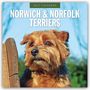 "2027 Calendar. Norwich & Norfolk Terriers." Ein fröhlicher Terrier mit herausgestreckter Zunge vor grünem Hintergrund.