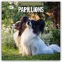 „2027 Calendar Papillons“; Zwei Papillon-Hunde sitzen auf einer grünen Wiese im Garten.