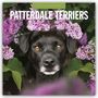 „2027 Calendar: Patterdale Terriers.“ Ein schwarzer Terrier steht auf einem Hügel mit grünem Hintergrund.