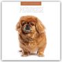 "2027 Calendar PEKINESE." Ein kleiner, flauschiger Pekingese-Hund sitzt vor einem weißen Hintergrund.