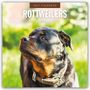 Text: "2027 CALENDAR ROTTWEILERS". Ein Rottweiler liegt im Gras bei Sonnenuntergang, schaut freundlich mit heraushängender Zunge.