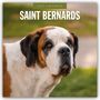 Oben steht "2027 Calendar", darunter "Saint Bernards". Ein Bernhardiner ist im Vordergrund vor unscharfem Hintergrund.