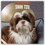 Text: "2027 Calendar" und "Shih Tzu". Ein flauschiger Shih Tzu mit braun-weißem Fell sitzt auf einem blauen Kissen.