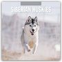 „2027 CALENDAR“ und „SIBERIAN HUSKIES“ oben sichtbar. Ein Husky läuft dynamisch durch eine schneebedeckte Landschaft.
