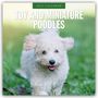 Text: "2027 Calendar", "Toy and Miniature Poodles". Ein fröhlicher weißer Pudel läuft auf grünem Gras.