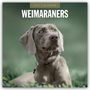 Text: "2027 Calendar" und "Weimaraners". Ein Weimaraner Hund blickt aufmerksam, mit grünem Hintergrund.