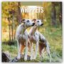 2027 Calendar: Whippets. Ein Whippet mit blauem Halsband liegt in einem lila-blühenden Blumenfeld.
