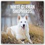 2027 Calendar: White German Shepherds. Ein weißer Schäferhund liegt entspannt im Gras, Hintergrund ist unscharf.