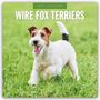 "2027 Calendar: Wire Fox Terriers" steht oben. Ein fröhlicher Foxterrier rennt auf einer grünen Wiese.