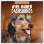 „2027 Calendar“, „Wire-Haired Dachshunds“. Ein struppiger Dackel mit herausgestreckter Zunge auf braunem Hintergrund.