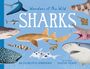 Text: "Wonders of the Wild: Sharks", "Dr Charlotte Birkmanis", "Illustrated by Gustav Dejert". Illustrationen von Haien.