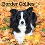 : Border Collies 2024 Mini 7x7, Buch