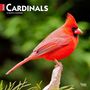: Cardinals 2024 Square, KAL
