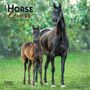 : Horse Lovers 2024 Mini 7x7, Buch