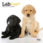 : Lab Puppies 2024 Mini 7x7, Buch