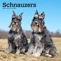 : Schnauzers 2024 Square, KAL