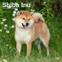 : Shiba Inu 2024 Square, KAL