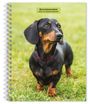 Browntrout: Dachshunds 2025 6 X 7.75 Inch Spiral-Bound Wire-O Weekly Engagement Planner Calendar New Full-Color Image Every Week, KAL