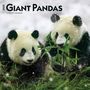 Browntrout: Giant Pandas 2025 12 X 24 Inch Monthly Square Wall Calendar Plastic-Free, KAL