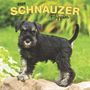 Browntrout: Schnauzer Puppies 2025 12 X 24 Inch Monthly Square Wall Calendar Plastic-Free, KAL