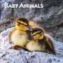 Browntrout: Baby Animals 2025 12 X 24 Inch Monthly Square Wall Calendar Plastic-Free, KAL
