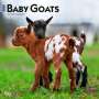 Browntrout: Baby Goats 2025 12 X 24 Inch Monthly Square Wall Calendar Plastic-Free, KAL