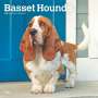 Browntrout: Basset Hounds 2025 12 X 24 Inch Monthly Square Wall Calendar Plastic-Free, KAL