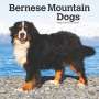 Browntrout: Bernese Mountain Dogs 2025 12 X 24 Inch Monthly Square Wall Calendar Plastic-Free, KAL