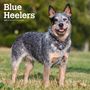 Browntrout: Blue Heelers 2025 12 X 24 Inch Monthly Square Wall Calendar Plastic-Free, KAL