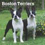 Browntrout: Boston Terriers 2025 12 X 24 Inch Monthly Square Wall Calendar Plastic-Free, KAL