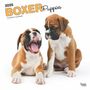 Browntrout: Boxer Puppies 2025 12 X 24 Inch Monthly Square Wall Calendar Plastic-Free, KAL