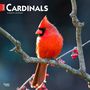 Browntrout: Cardinals 2025 12 X 24 Inch Monthly Square Wall Calendar Plastic-Free, KAL