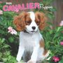 Browntrout: Cavalier King Charles Spaniel Puppies 2025 12 X 24 Inch Monthly Square Wall Calendar Plastic-Free, KAL