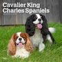 Browntrout: Cavalier King Charles Spaniels 2025 12 X 24 Inch Monthly Square Wall Calendar Plastic-Free, KAL