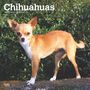 Browntrout: Chihuahuas 2025 12 X 24 Inch Monthly Square Wall Calendar Plastic-Free, KAL