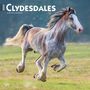 Browntrout: Clydesdales 2025 12 X 24 Inch Monthly Square Wall Calendar Plastic-Free, KAL